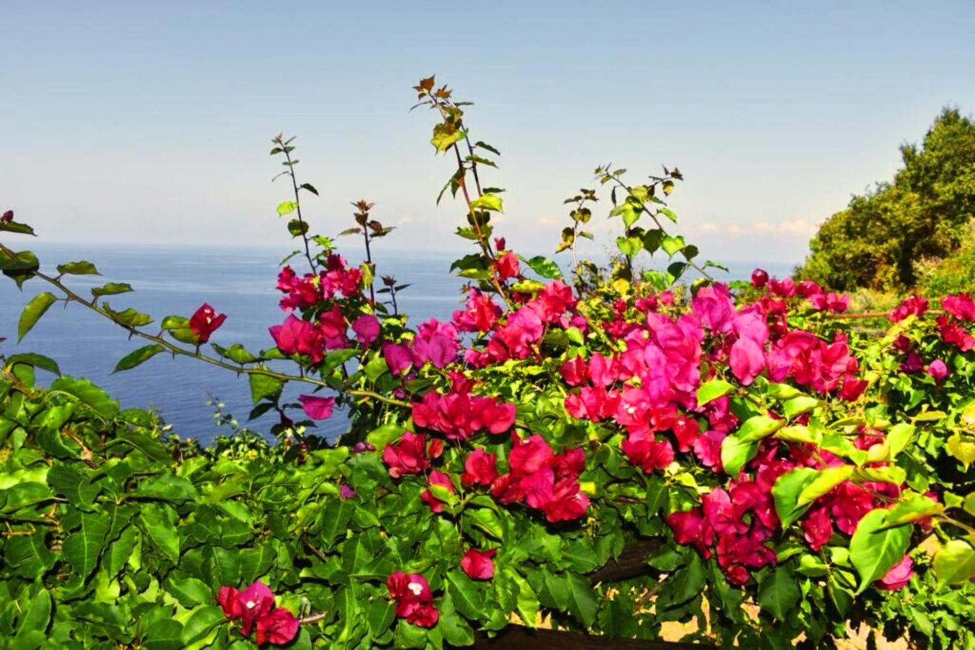 Bellezza In Cilento Panoramic Apts カステッラバーテ エクステリア 写真